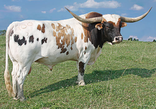 Win Win - Longhorn Bull