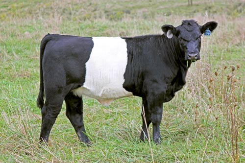 BueLingo Heifer