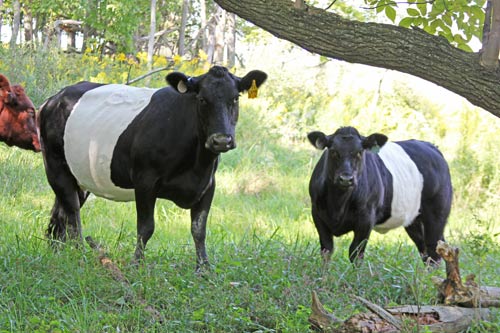 BueLingo Pair