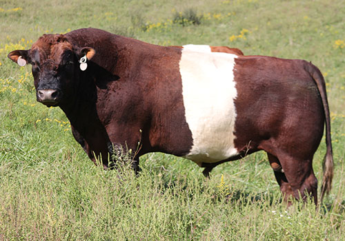 Dip Echo - BueLingo Bull
