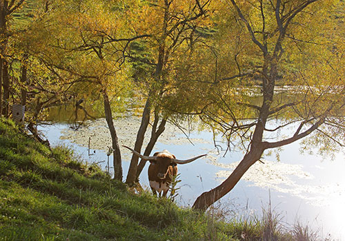 Longhorn Cow down by pond