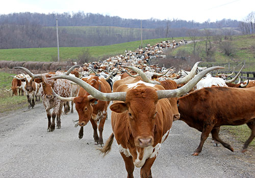 Herd of Longhorn Cows on Muskrat Rd.