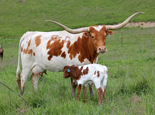 Longhorn Cow