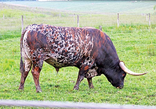Texas Longhorn Bull - Drag Iron - Dickinson Cattle Co - Barnesville Ohio