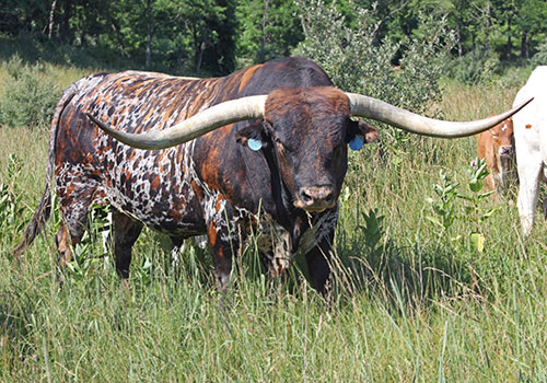 Drag Iron - Longhorn Bull