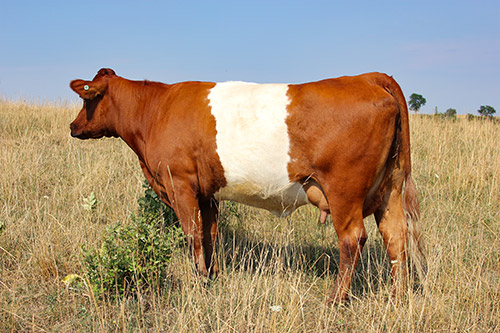 Dip Zone, prime Buelingo mother cow at Dickinson Cattle Co, near Fairview, Ohio