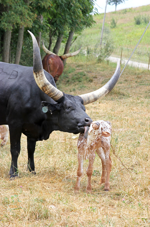 Watusi Momma with baby