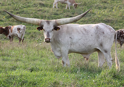 Fancy Watusi Steer