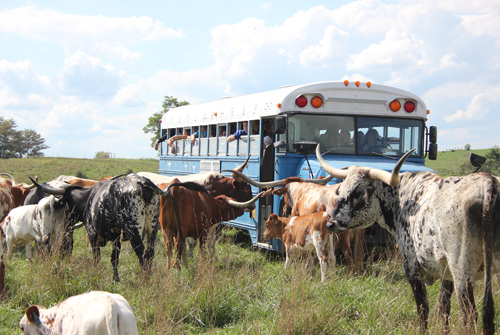 Tour Bus in Pasture with Longhorn Herd