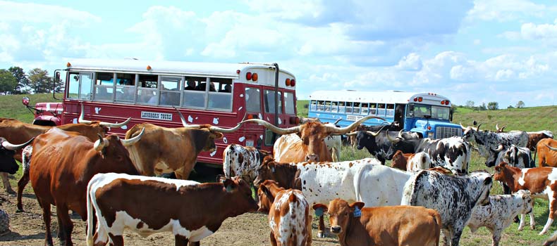 Tour Buses in Pasture with Longhorn Herd