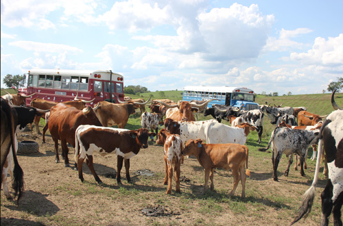 Tour Buses in Pasture with Longhorn Herd