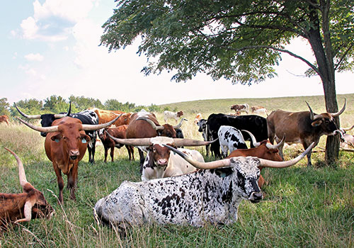 Herd of Contented Longhorn Cows Under a Tree
