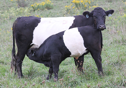 BueLingo Pair