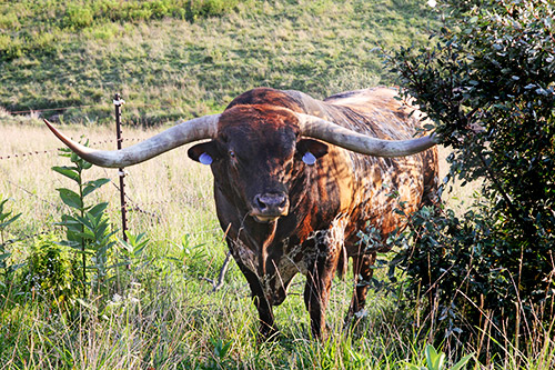 Texas Longhorn Bull, Drag Iron at Dickinson Cattle Co. near Barnesville, OH.^