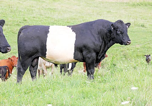 Buelingo Herd Sire - Dickinson Cattle Co - Barnesville Ohio