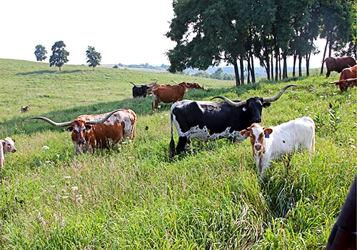 Texas Longhorn Herd Grazing on the Hillsides of Dickinson Cattle Co in Barnesville Ohio
