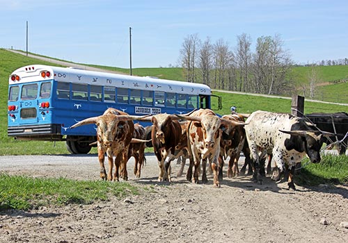 Bulls being moved into bull pasture by tour bus.