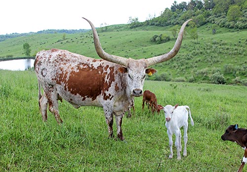 Watusi Cow, High Dingo with her 2014 baby calf on Belmont County Ohio Pasurelands.
