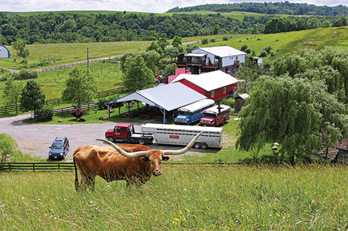 Texas Longhorn Steer named Sequoia Man on Hillside in front of Dickinson Cattle Co Headquarters near Barnesville, Ohio.