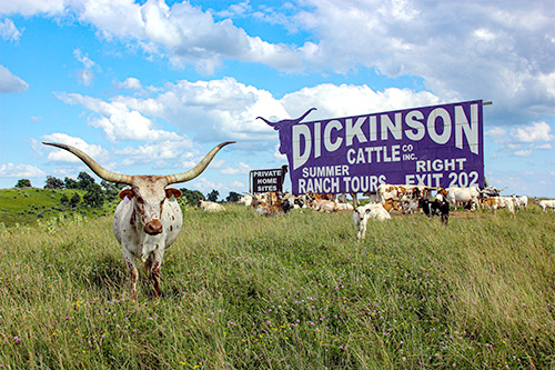Texas Longhorn Cow standing by Longhorn Billboard near Barnesville Ohio.