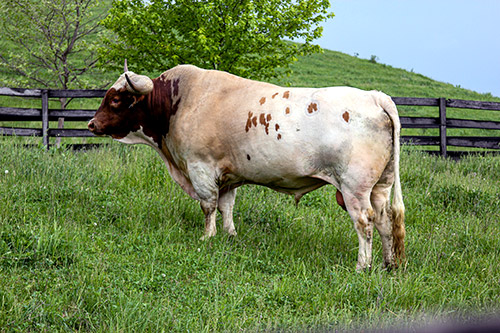 Texas Longhorn Bull, Clear Win near Barnesville Ohio at Dickinson Cattle Company.