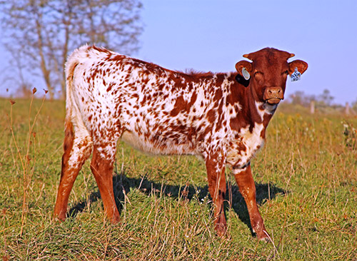 Longhorn baby calf from Boom Ho - Near Barnesville Ohio