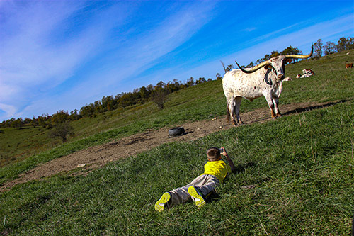Boy in yellow shirt laying on the ground photographing a Texas Longhorn Cow near Barnesville, Ohio.