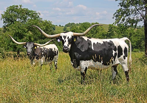 Two Texas Longhorn Cows happily grazing on the hillsides of Dickinson Cattle Co in Barnesville Ohio