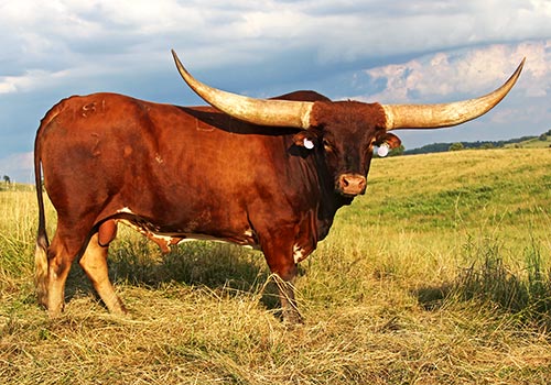 Longhorn Bull with record horn growth - Clear Point