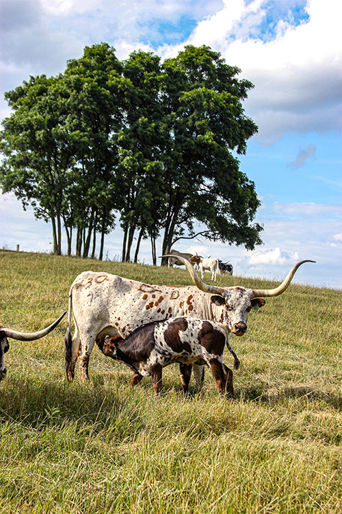 Texas Longhorn Cow named Shy Jube with her baby bull calf near Barnesville Ohio.