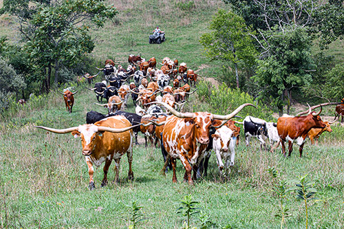 Herd of Texas Longhorn Cows being moved to fresher pastures with ATV's. Taken Near Barnesville, Ohio.