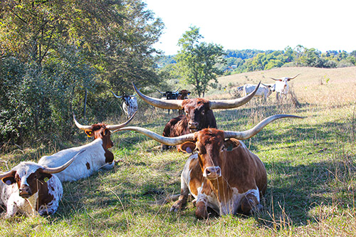 Group of Texas Longhorn Cows happily resting on a nice summer evening near Barnesville Ohio.
