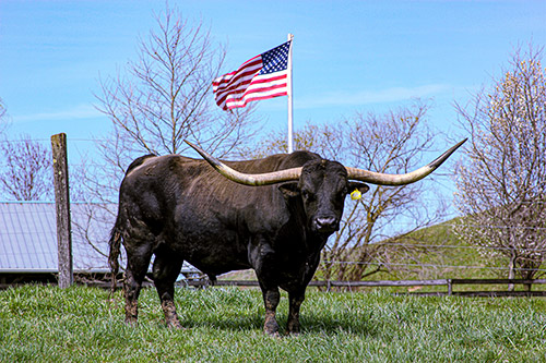 Texas Longhorn Bull named Jet Black Chex standing under American Flag near Barnesville, Ohio.