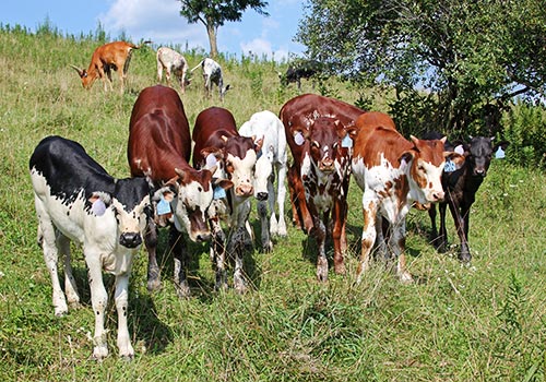 This ornery crew of Watusi baby calves are plotting their next adventure. This photo was taken at Dickinson Cattle Co, near Barnesville Ohio, USA in July of 2017