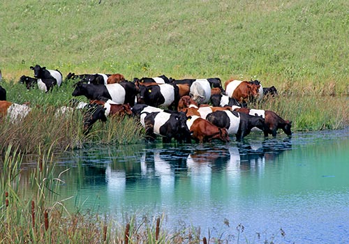 Buelingo Herd happily grazing the pastures at Dickinson Cattle Co near Barnesville Ohio