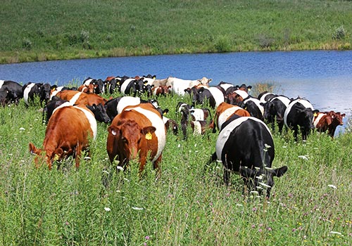 Buelingo Herd happily grazing the pastures at Dickinson Cattle Co near Barnesville Ohio