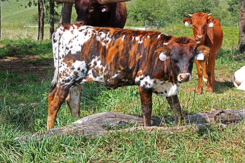 Brindle Texas Longhorn baby calf. Near Barnesville Ohio