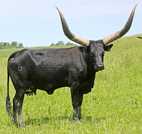 Black Watusi Cow named Billi Mambo in May 2018 on the hills at Dickinson Cattle Company near Barnesville, Ohio