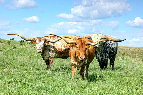 Herd of Texas Longhorn Cows standing in field near Barnesville Ohio.