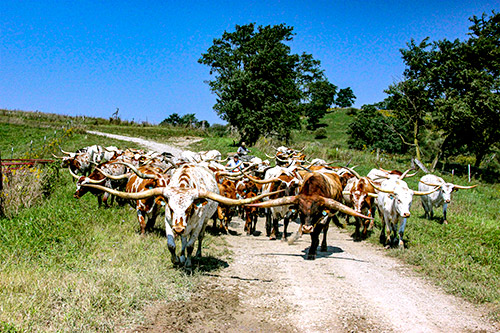 Herd of Texas Longhorn Cows being moved to fresher pastures with ATV's. Taken Near Barnesville, Ohio.
