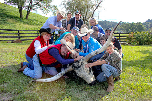 Texas Longhorn Enthusiasts holding down a steer near Barnesville, Ohio.