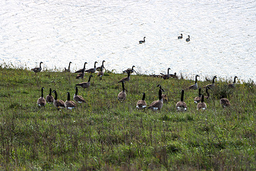 Canada Geeze Canadian Honkers by the pond on Dickinson Cattle Co near Barnesville, Ohio.