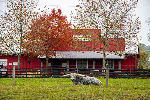 Texas Longhorn Bull, Flair Galore, resting in front of the Longhorn Head To Tail Store near Barnesville, OH.