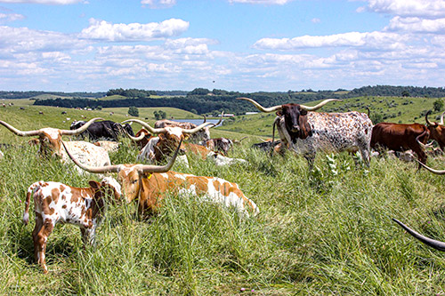 Group of Texas Longhorn Cows lounging in fertile pasture on a bright summer day near Hendrysburg, Ohio.