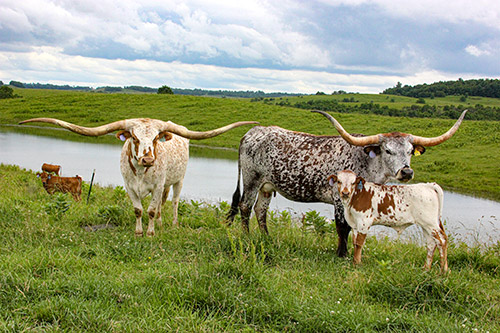 Texas Longhorn cow Silent Iron with her pasture buddy Annex Switch with bull calf by Time Line. They are hanging out by cool pond waters on Dickinson Cattle Co. near Vinegar Valley, Ohio.