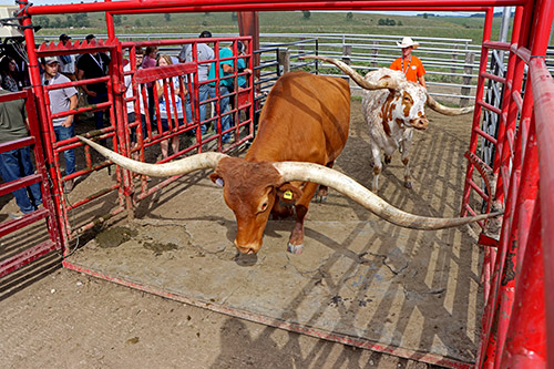 Longhorn Steer Noah and cow Silent Iron going through a Joe Chute at Dickinson Cattle co. - Near Barnesville, Ohio.