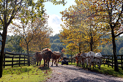 Texas Longhorn Trophy Steers being moved by ATV down the tree lined driveway at Dickinson Cattle Co. - Near Barnesvill, OH.