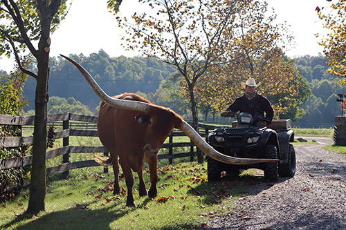 Texas Longhorn Trophy Steer Noah being moved by ATV down the tree lined driveway at Dickinson Cattle Co. - Near Barnesvill, OH.