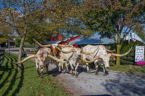Texas Longhorn Trophy Steers being moved by ATV down the tree lined driveway at Dickinson Cattle Co. - Near Barnesvill, OH.