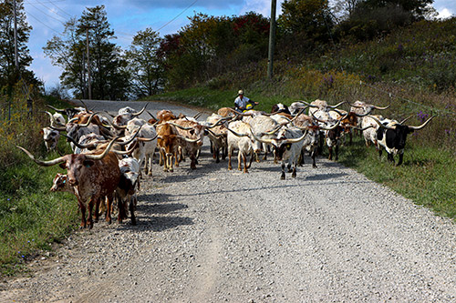 Herd of Texas Longhorn Cows being moved to fresher pastures with ATV's. Taken Near Fairview, Ohio on Dickinson Cattle Co.